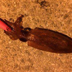 ショアのライケンゲーム