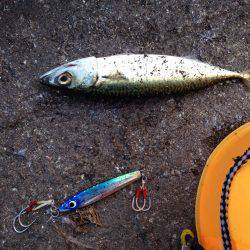 お盆休み駆け込み釣行