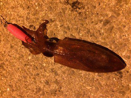 ショアのライケンゲーム