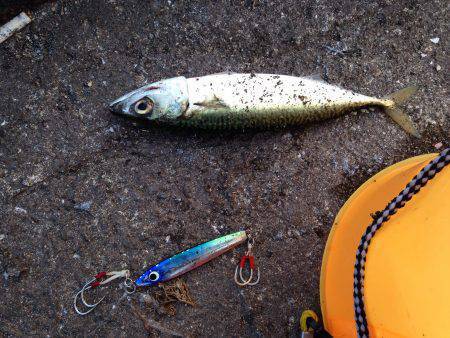 お盆休み駆け込み釣行