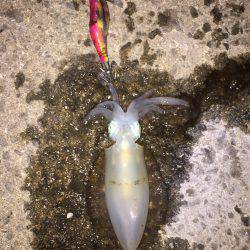 田ノ浦漁港エギング12回目