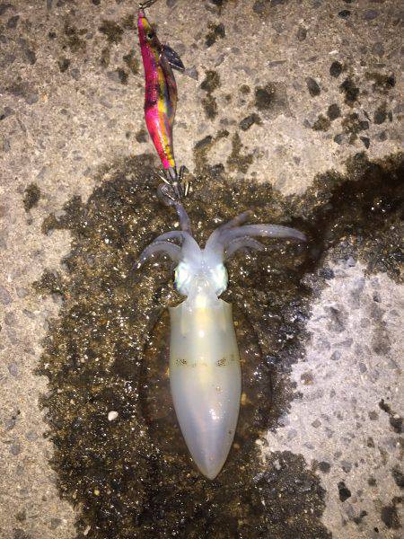 田ノ浦漁港エギング12回目