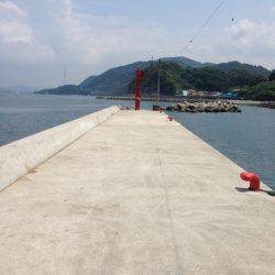 ハギング&夏エギング