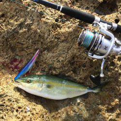 ツバス〜ハマチ爆釣デス