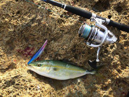 ツバス〜ハマチ爆釣デス