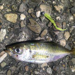 鱗付けアジング