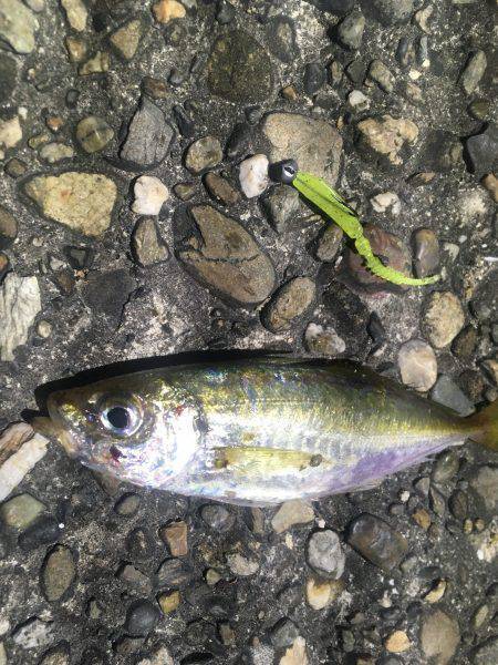 鱗付けアジング