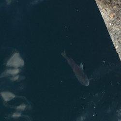 少しマシな新子