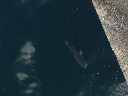 少しマシな新子