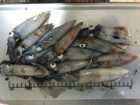 剣先イカ エギング