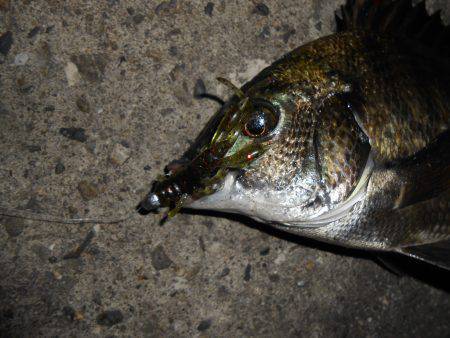 久し振りにチニング