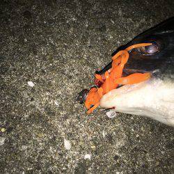 連日でチニング