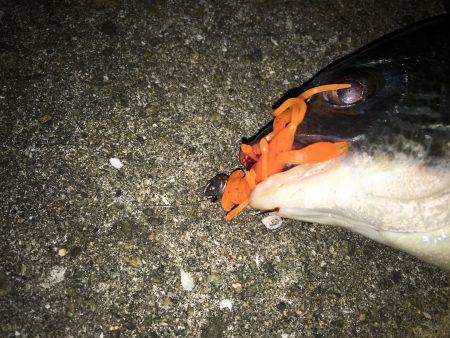 連日でチニング