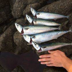 ショアジギでサバゲー