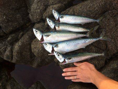 ショアジギでサバゲー