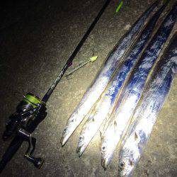 短時間新子調査と太刀魚