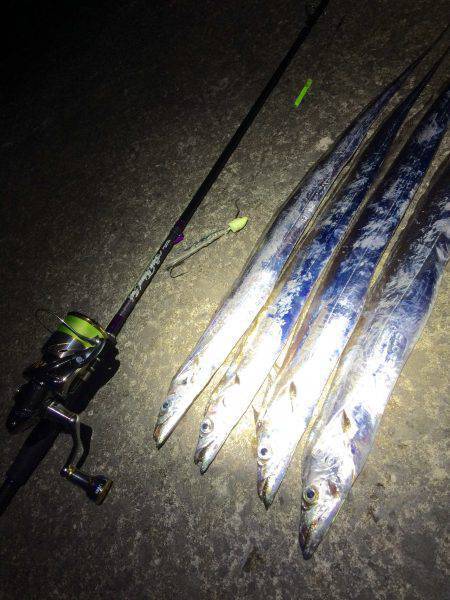 短時間新子調査と太刀魚