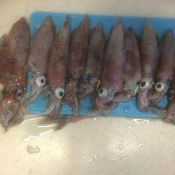 ケンサキ良好、アオリ不発