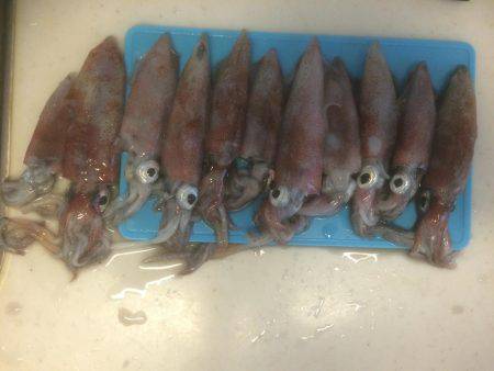 ケンサキ良好、アオリ不発