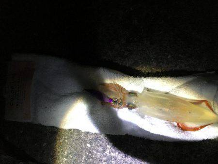 爆風。大雨。イカパンチ。