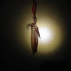 アオリイカ、キター！