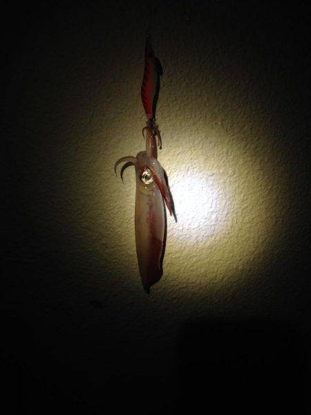 アオリイカ、キター！