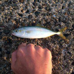 竹野新波止でライトジギング