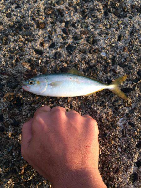 竹野新波止でライトジギング