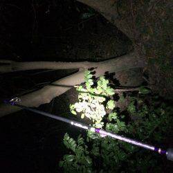 1投目で親イカGET（笑）