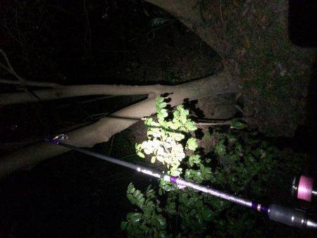 1投目で親イカGET（笑）