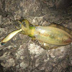 ケンサキ アオリイカ