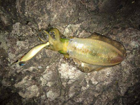 ケンサキ アオリイカ