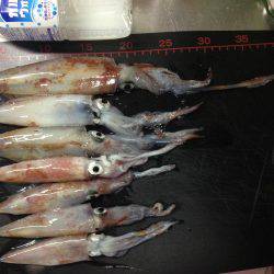 リベンジエギング