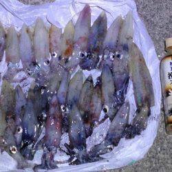 まったりエギング。