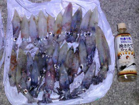 まったりエギング。