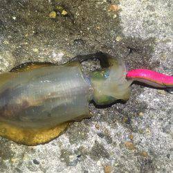 アオリイカ現る‼︎