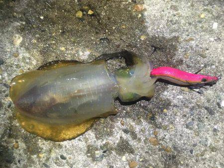 アオリイカ現る‼︎