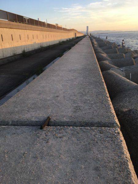 サゴシ不発、   タチウオ当たり