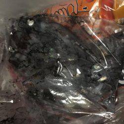 まだケンサキイカ居てます