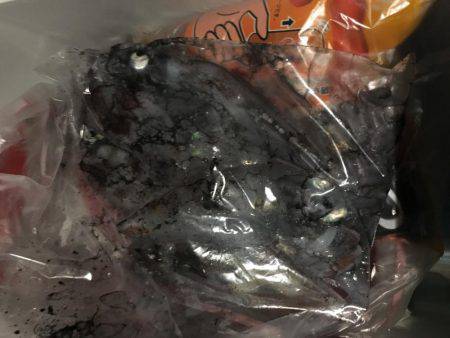 まだケンサキイカ居てます