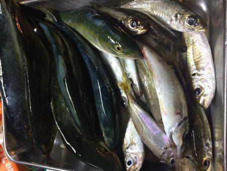 久しぶりの釣り