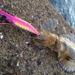 DAISOのジグで‼︎