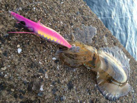 DAISOのジグで‼︎