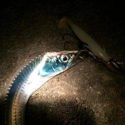 ちょっとサイズUP↑