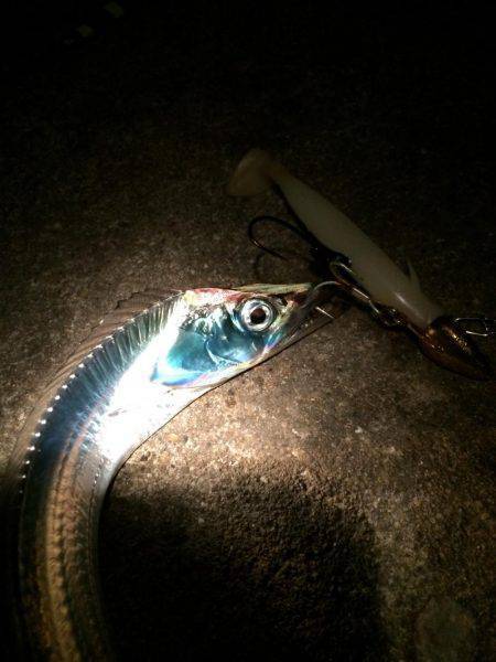 ちょっとサイズUP↑