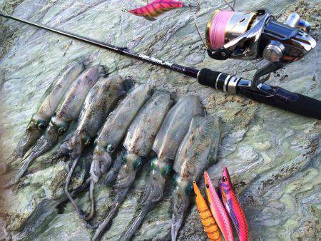 ウネリの中朝練エギング