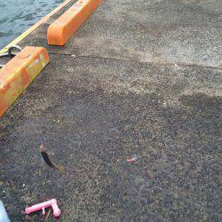 アジ、カンパチ？