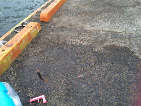 アジ、カンパチ？