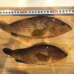 ロックフィッシングでキジハタ