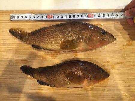 ロックフィッシングでキジハタ